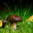 Herbst im heimischen Garten