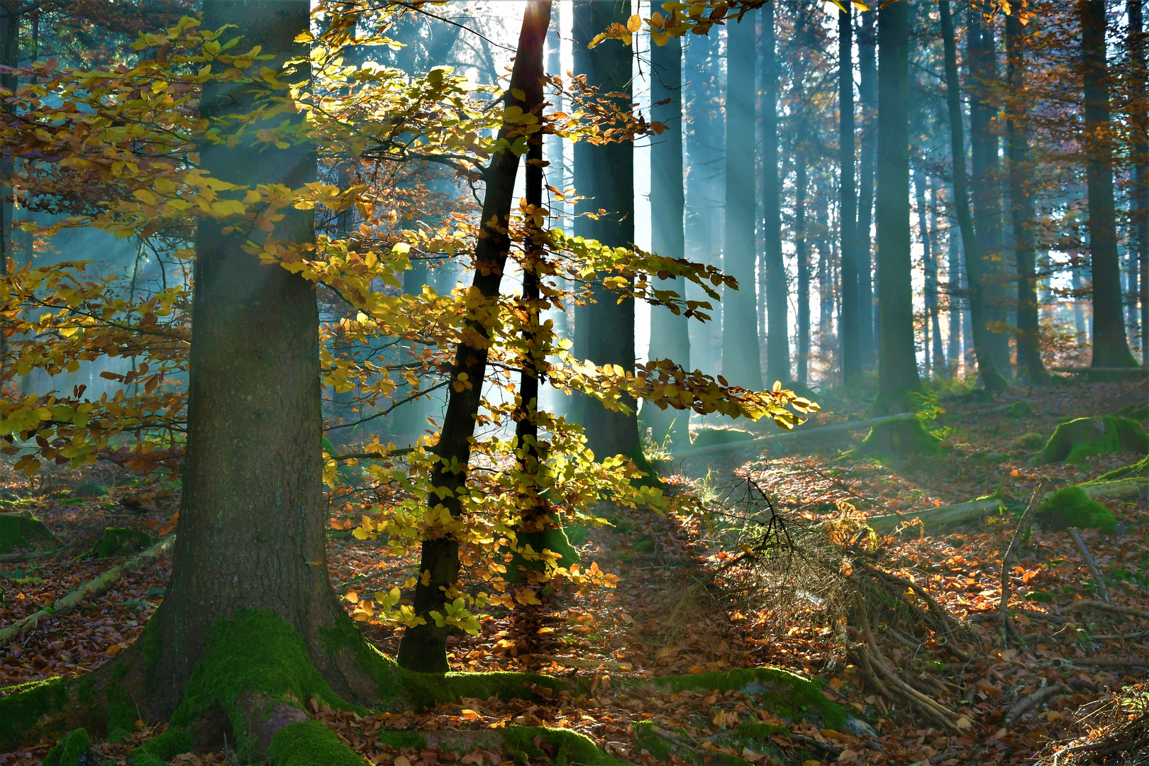 Herbst im heimischen Wald