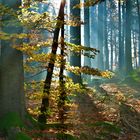 Herbst im heimischen Wald