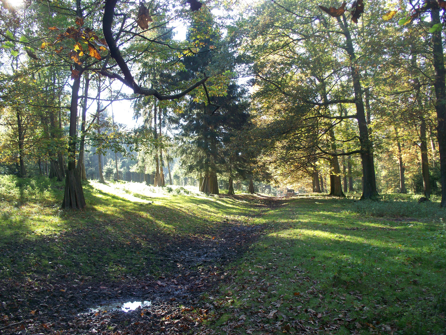 Herbst im Heisiwald