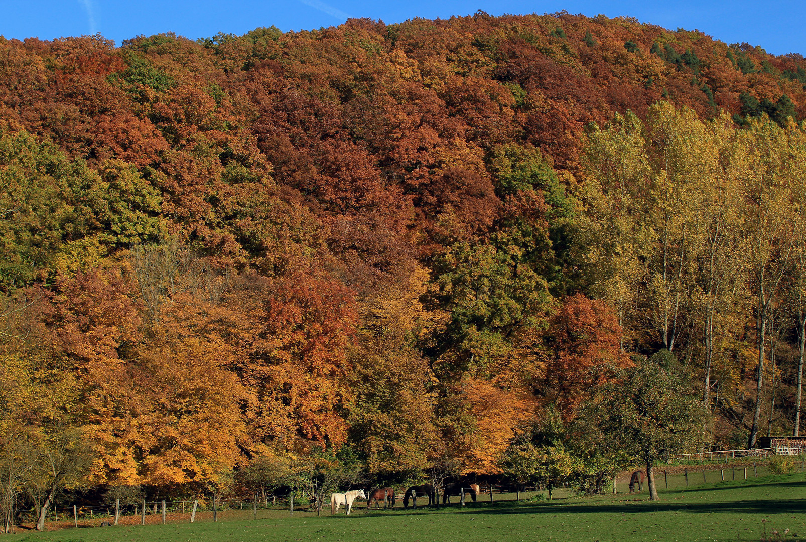Herbst im Hellefelder Bachtal, Naturpark Arnsberger Wald