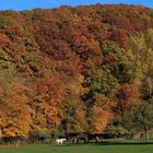 Herbst im Hellefelder Bachtal, Naturpark Arnsberger Wald