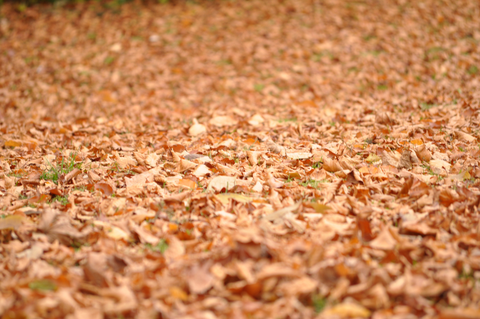 Herbst im Herzogspark