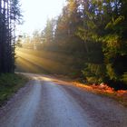 Herbst im Hessenreuther Wald