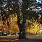 Herbst im Hessepark