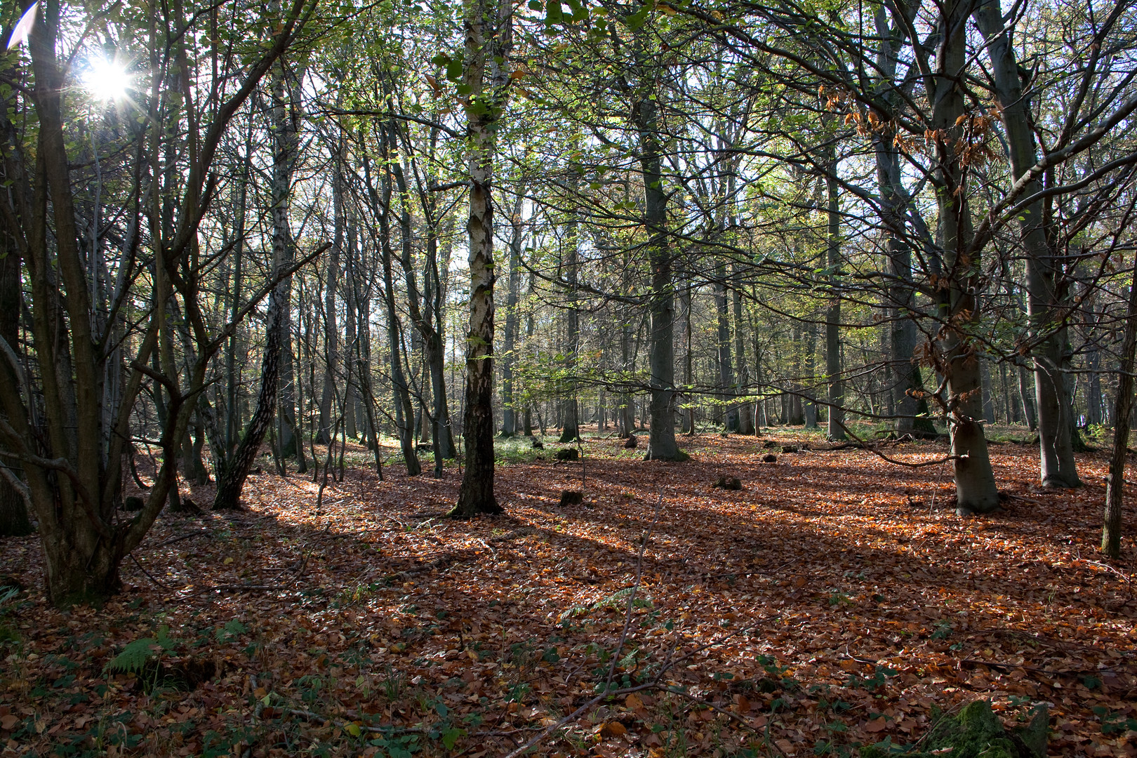 Herbst im Hetzinger Wald, Nationalpark Eifel