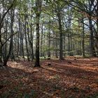 Herbst im Hetzinger Wald, Nationalpark Eifel