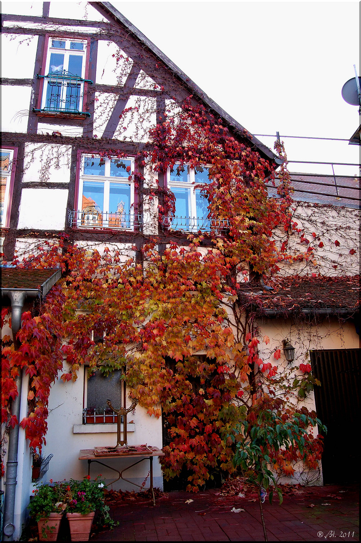 Herbst im Hinterhof