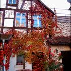 Herbst im Hinterhof