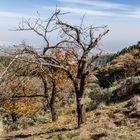 Herbst im Hochland