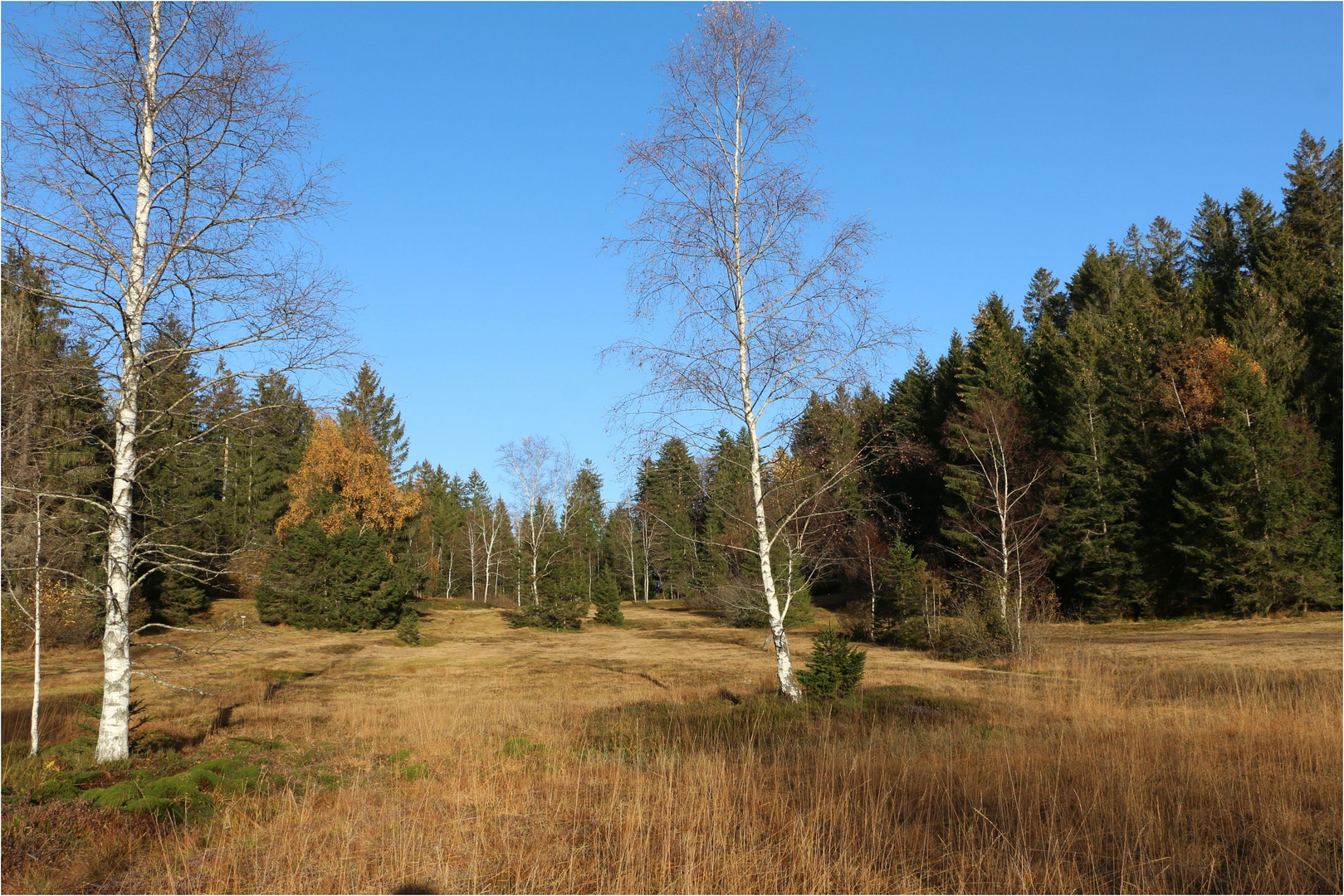 Herbst im Hochmoor ...