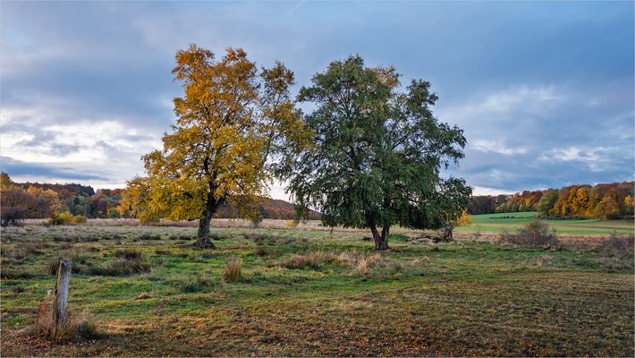Herbst im Hochmoor