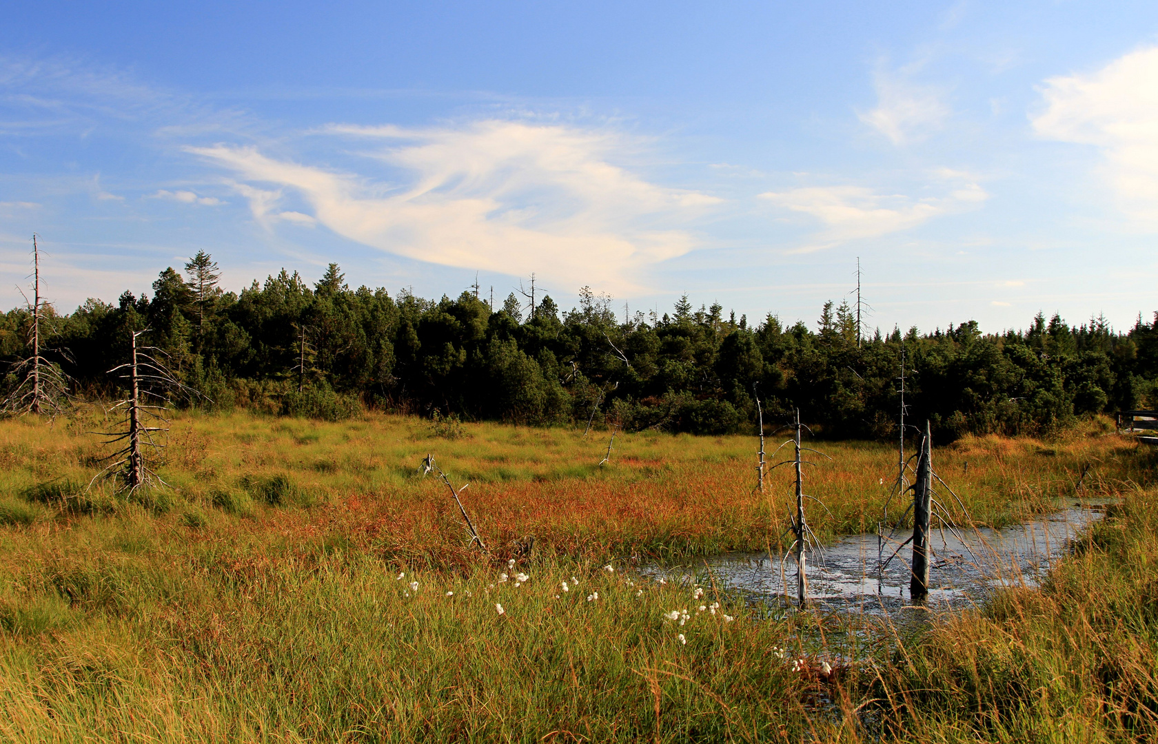 Herbst im Hochmoor