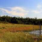 Herbst im Hochmoor