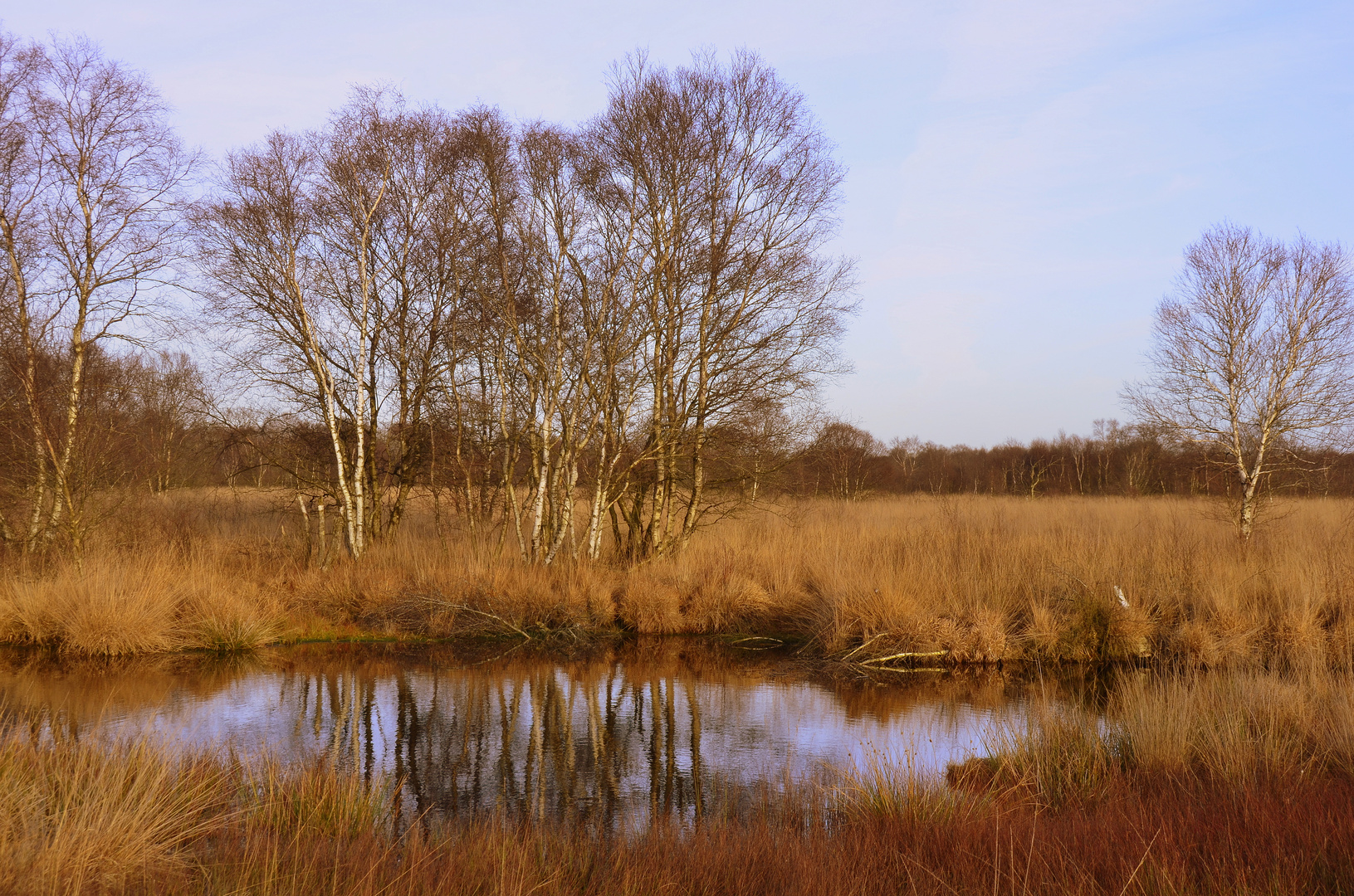 Herbst im Hochmoor.