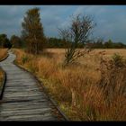 HERBST im Hochmoor