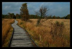 HERBST im Hochmoor