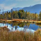 Herbst im Hochmoor