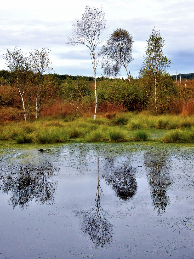 Herbst im Hochmoor