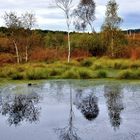 Herbst im Hochmoor