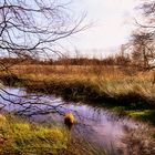 Herbst im Hochmoor.....