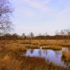 Herbst im Hochmoor