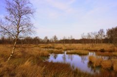 Herbst im Hochmoor