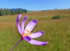 Herbst im Hochmoor