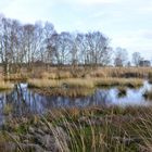 Herbst im Hochmoor....