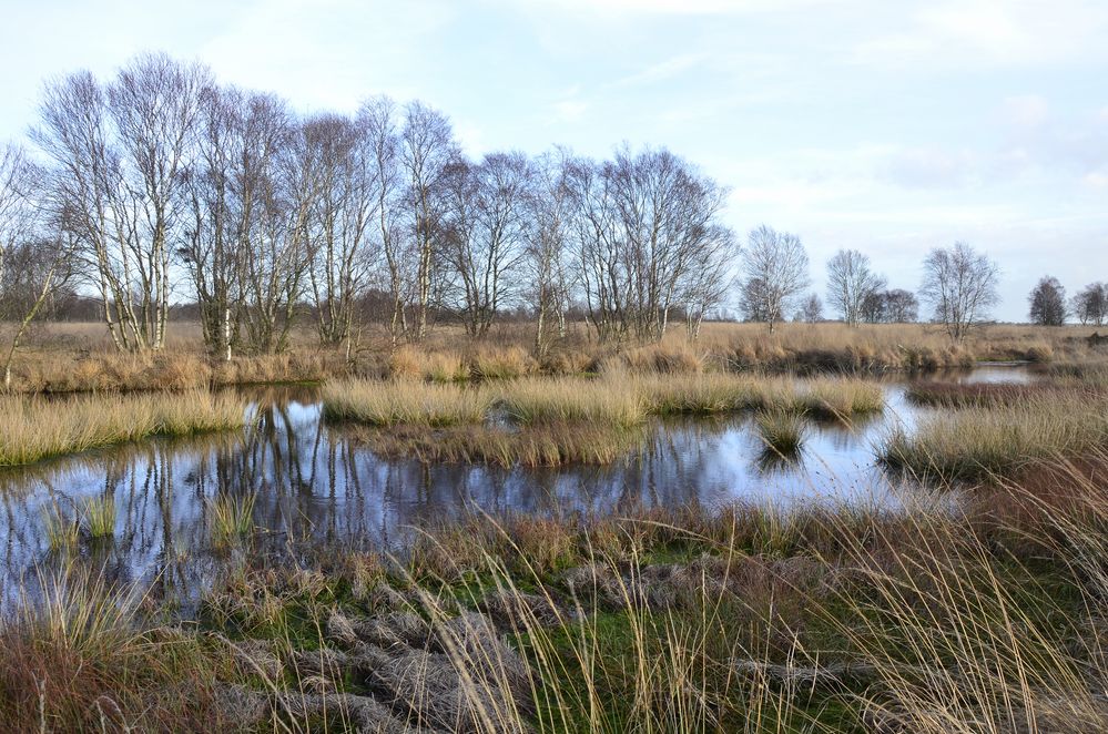 Herbst im Hochmoor....