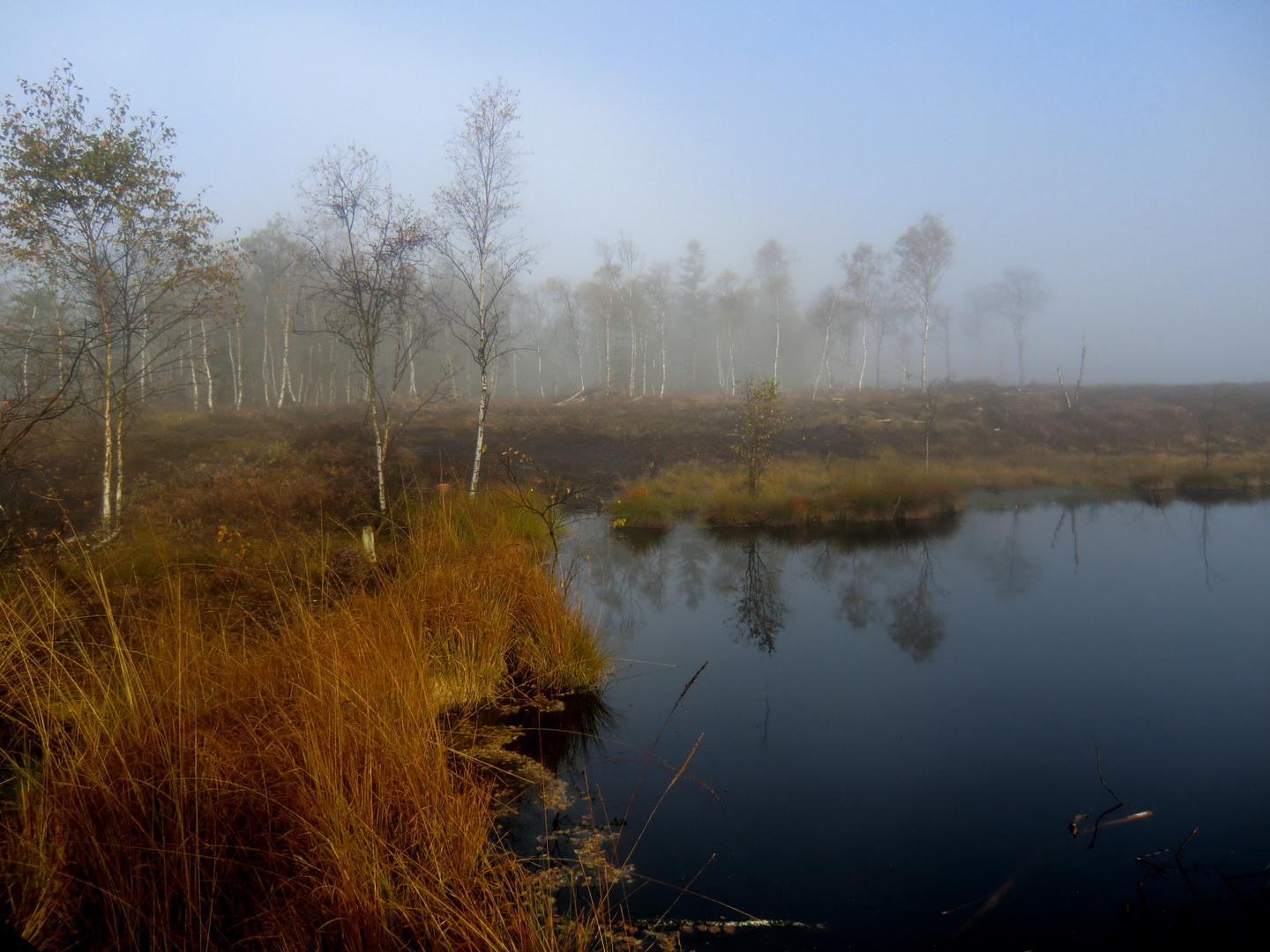 Herbst im Hochmoor Mecklenbruch in Silberborn (Solling)