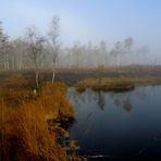 Herbst im Hochmoor Mecklenbruch in Silberborn (Solling)