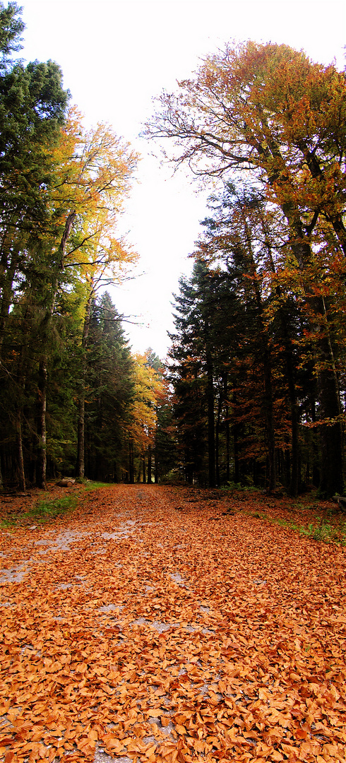 HERBST IM HOCHSCHWARZWALD