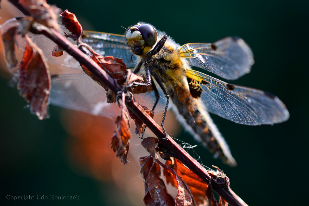 Herbst im Hochsommer