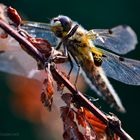 Herbst im Hochsommer