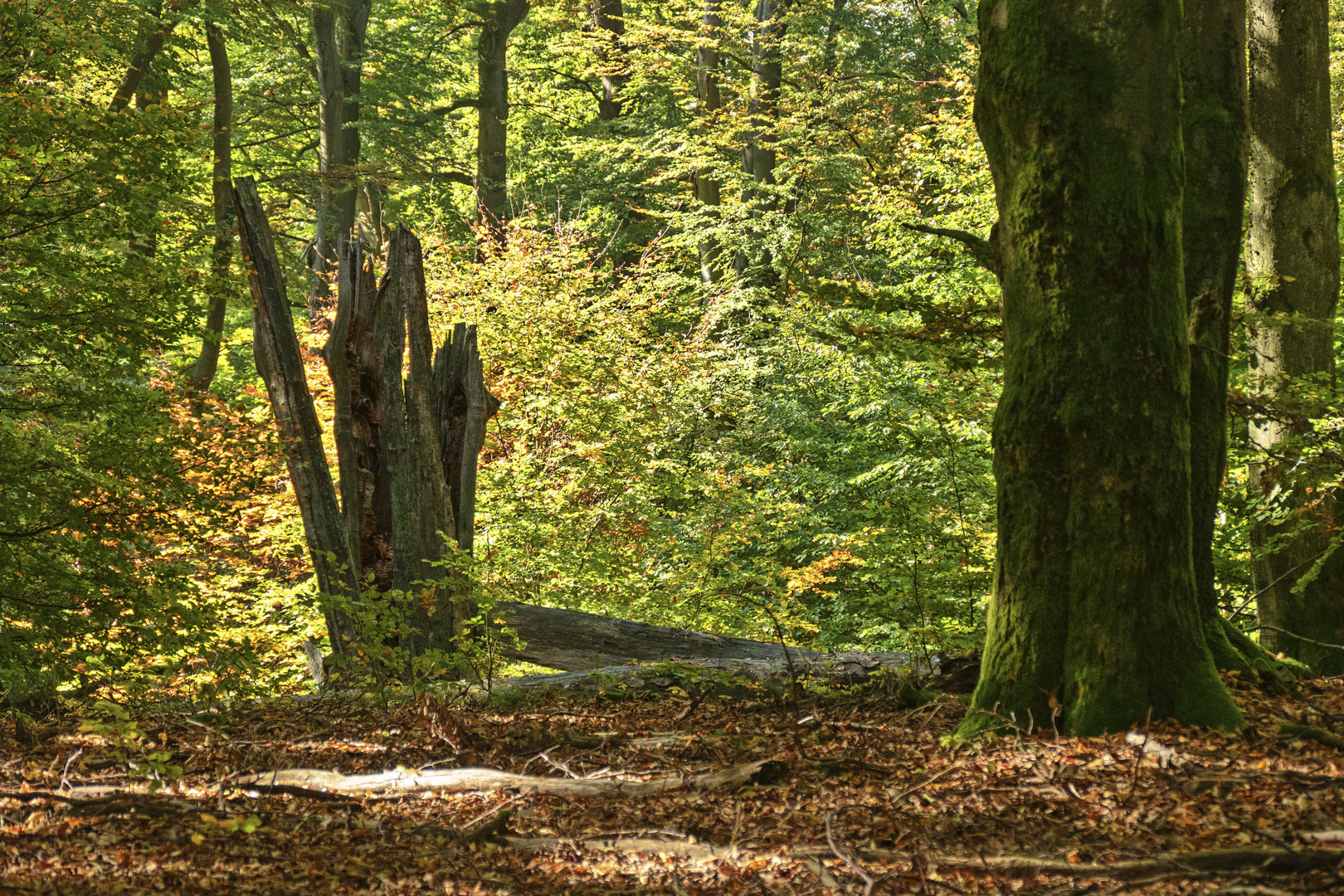 Herbst im Hochspessart