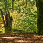 Herbst im Hochspessart