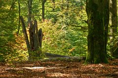 Herbst im Hochspessart