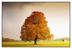 Herbst im Hochtaunus