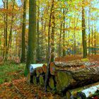 Herbst im Hochwald
