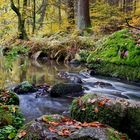 Herbst im Höllbachtal