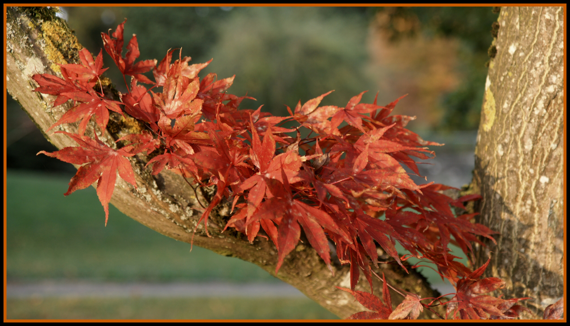 Herbst im Hönggerwald - Zürich