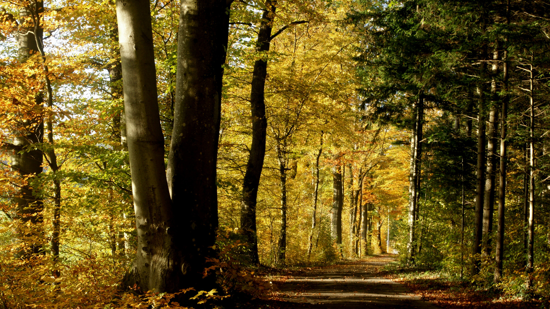 Herbst im Hönggerwald - Zürich