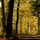 Herbst im Hönggerwald - Zürich