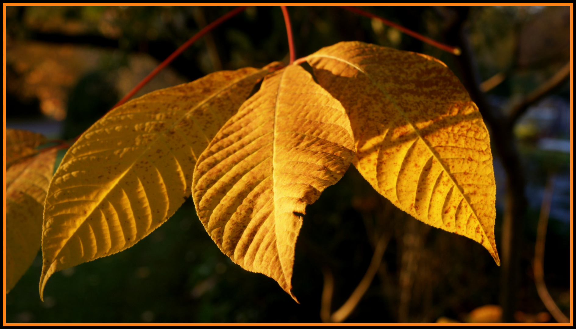 Herbst im Hönggerwald - Zürich