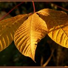 Herbst im Hönggerwald - Zürich