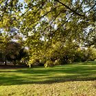 Herbst im Hofgarten....