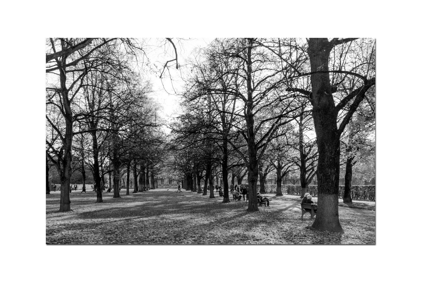 Herbst im Hofgarten