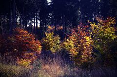 Herbst im HOHEN belgischen VENN - Nähe Mützenich in der Eifel !