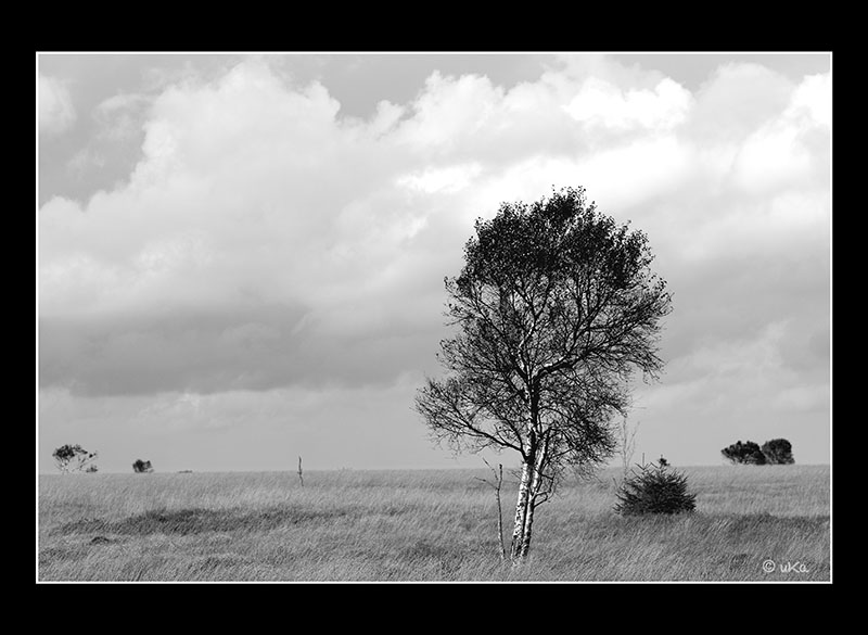 Herbst im Hohen Venn (05276)